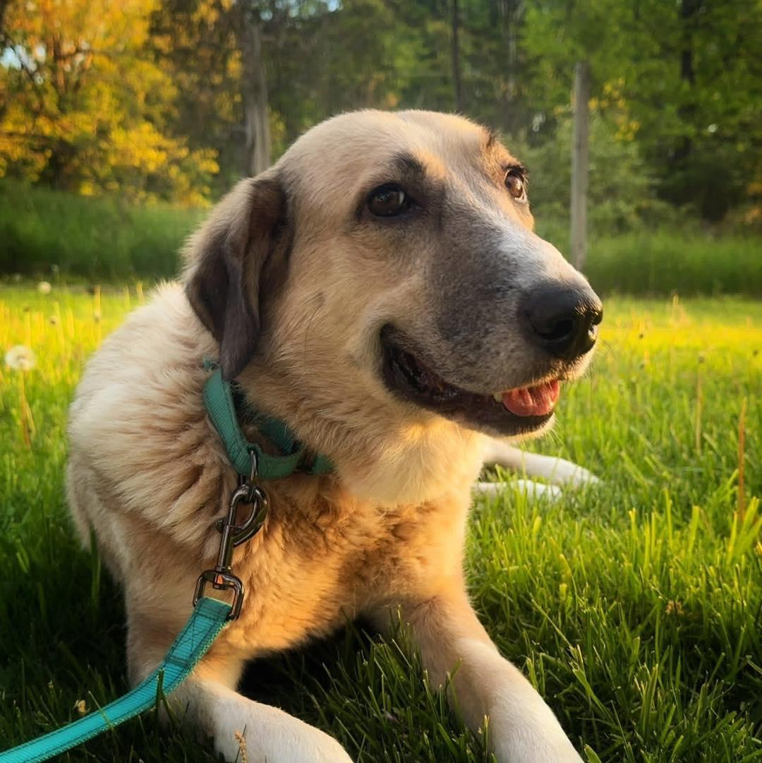 Liberty, a ADOPTABLE mixed breed in Wappingers Falls, NY image 1/5