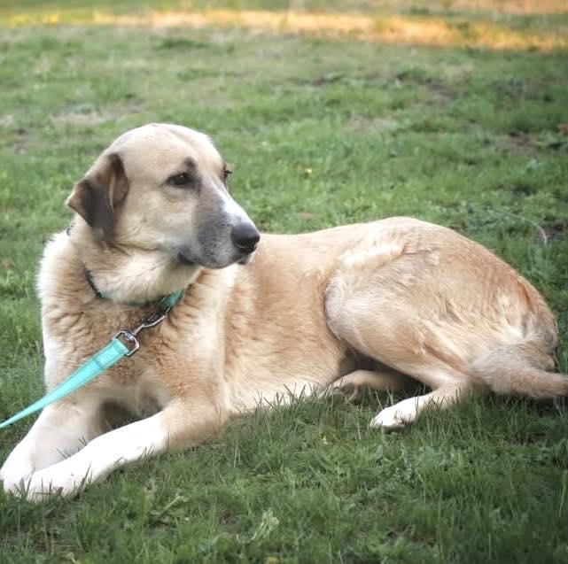 Liberty, a ADOPTABLE mixed breed in Wappingers Falls, NY image 3/5