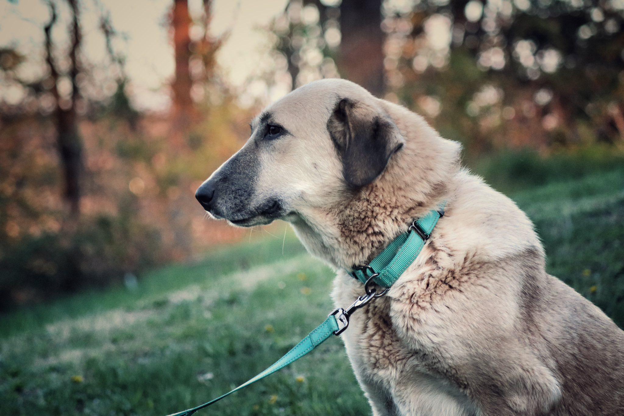 Liberty, a ADOPTABLE mixed breed in Wappingers Falls, NY image 5/5