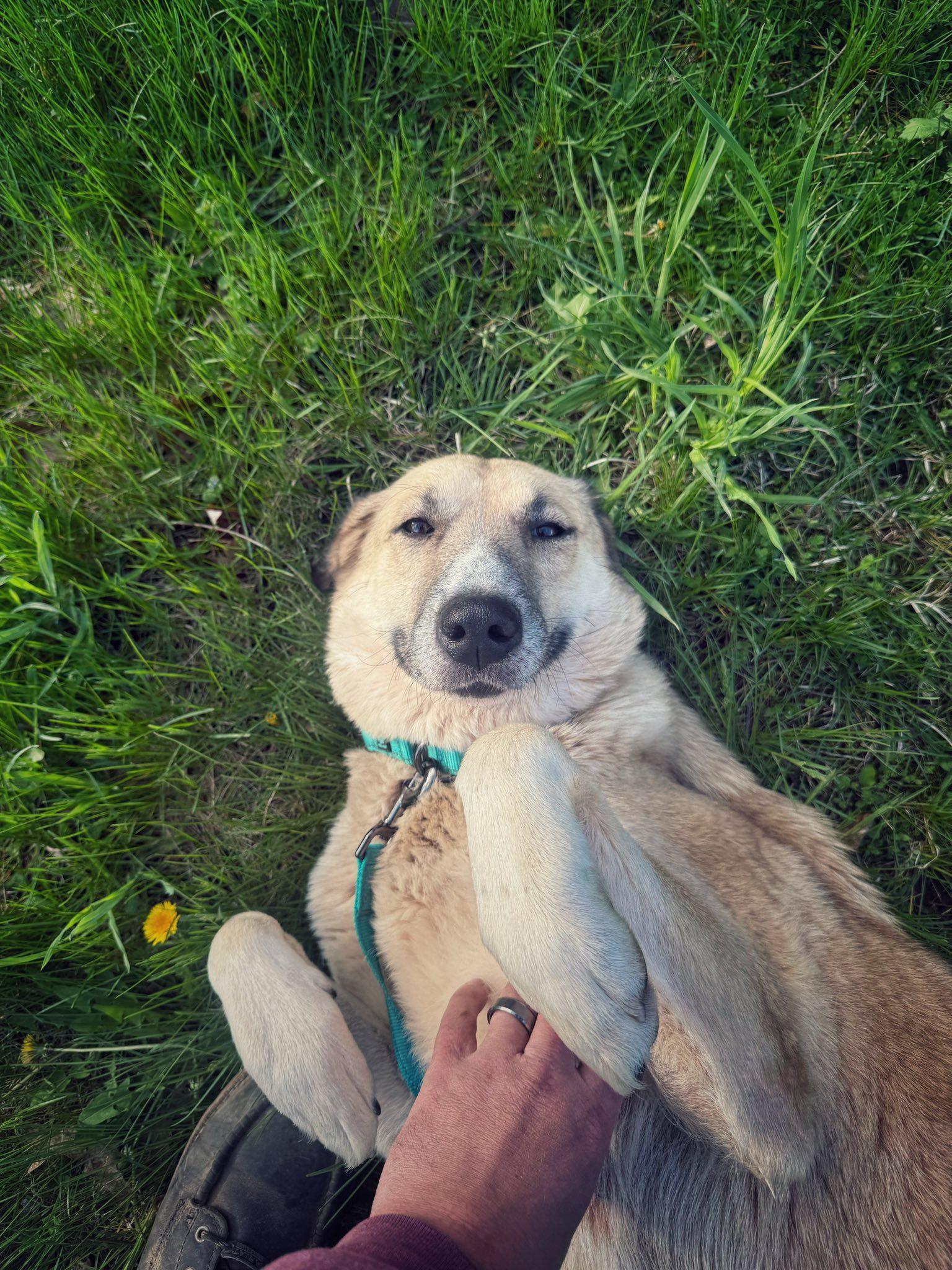 Liberty, a ADOPTABLE mixed breed in Wappingers Falls, NY image 2/5