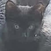 Enlarge Nike, a Adoptable Domestic Short Hair in Eureka, CA image 2/3