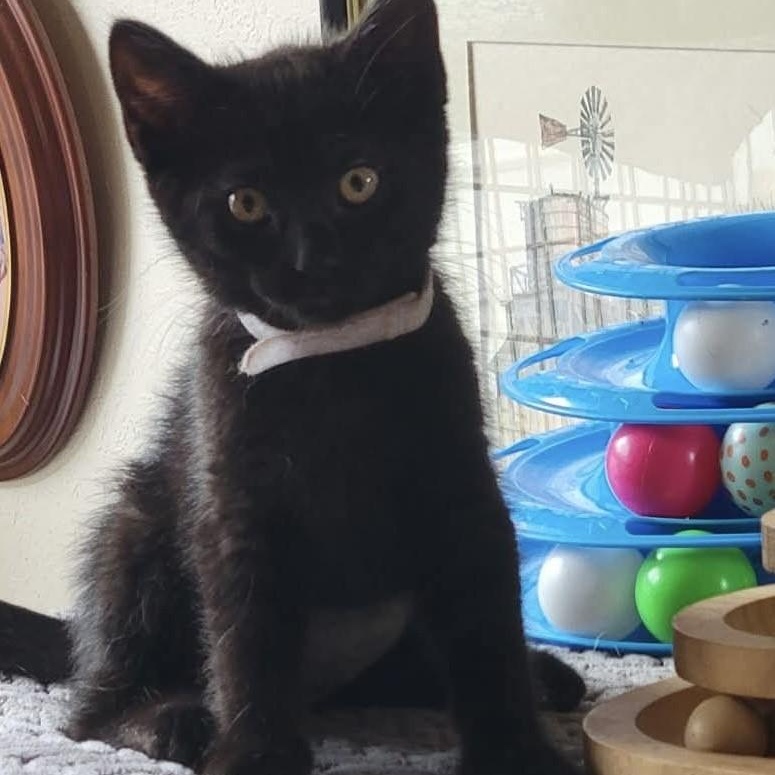 Enlarge Nike, a Adoptable Domestic Short Hair in Eureka, CA image 1/3