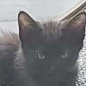 Enlarge Nike, a Adoptable Domestic Short Hair in Eureka, CA image 3/3