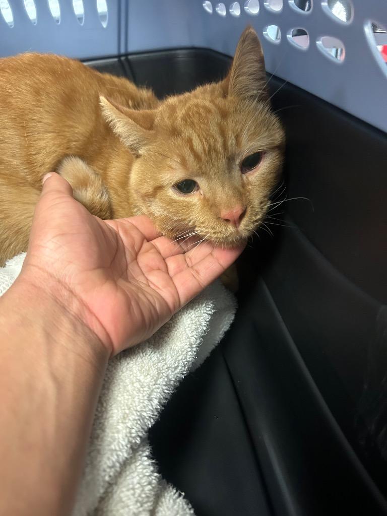 Chop, Adoptable, Young Male Domestic Short Hair.