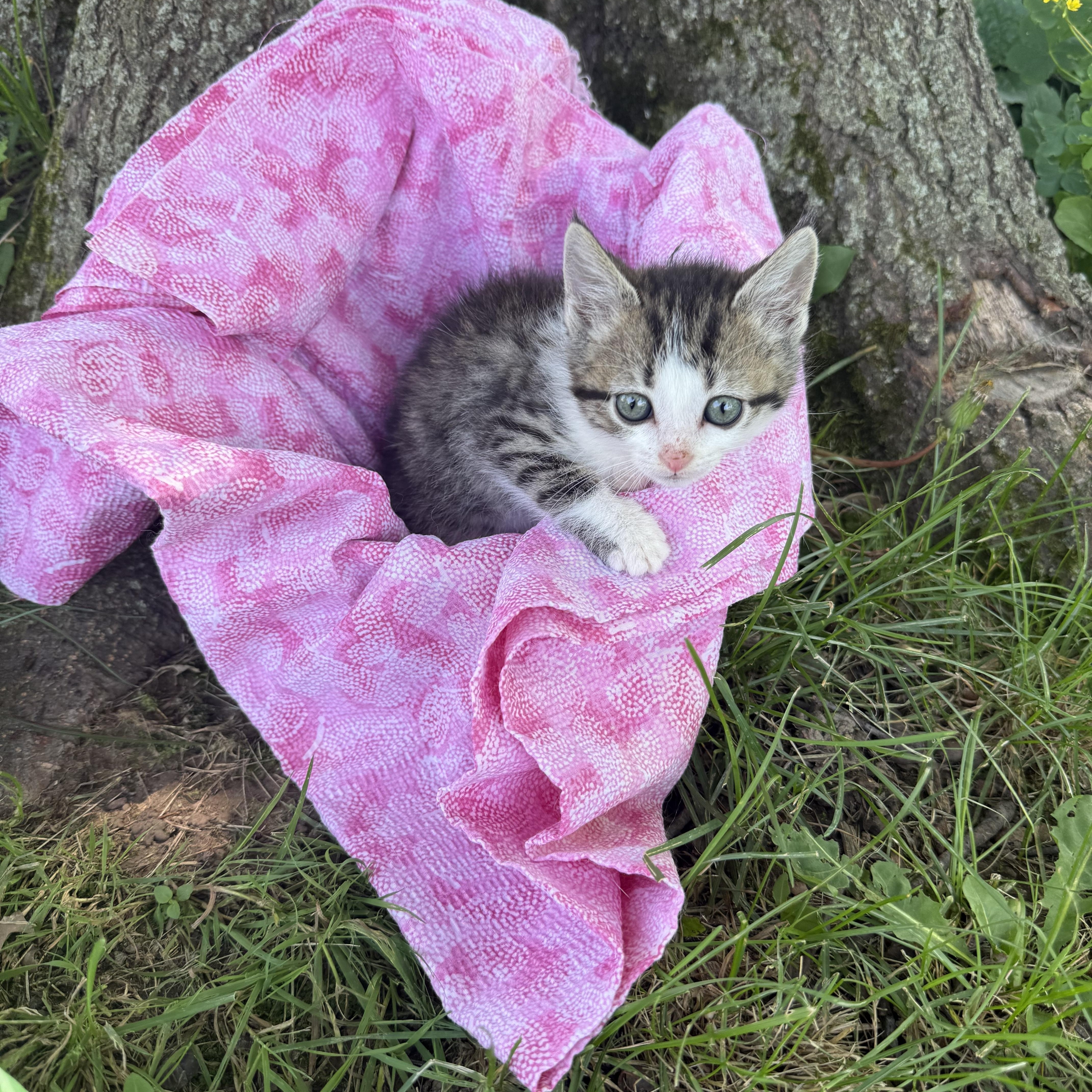 Khaleesi, Baby Female unknown