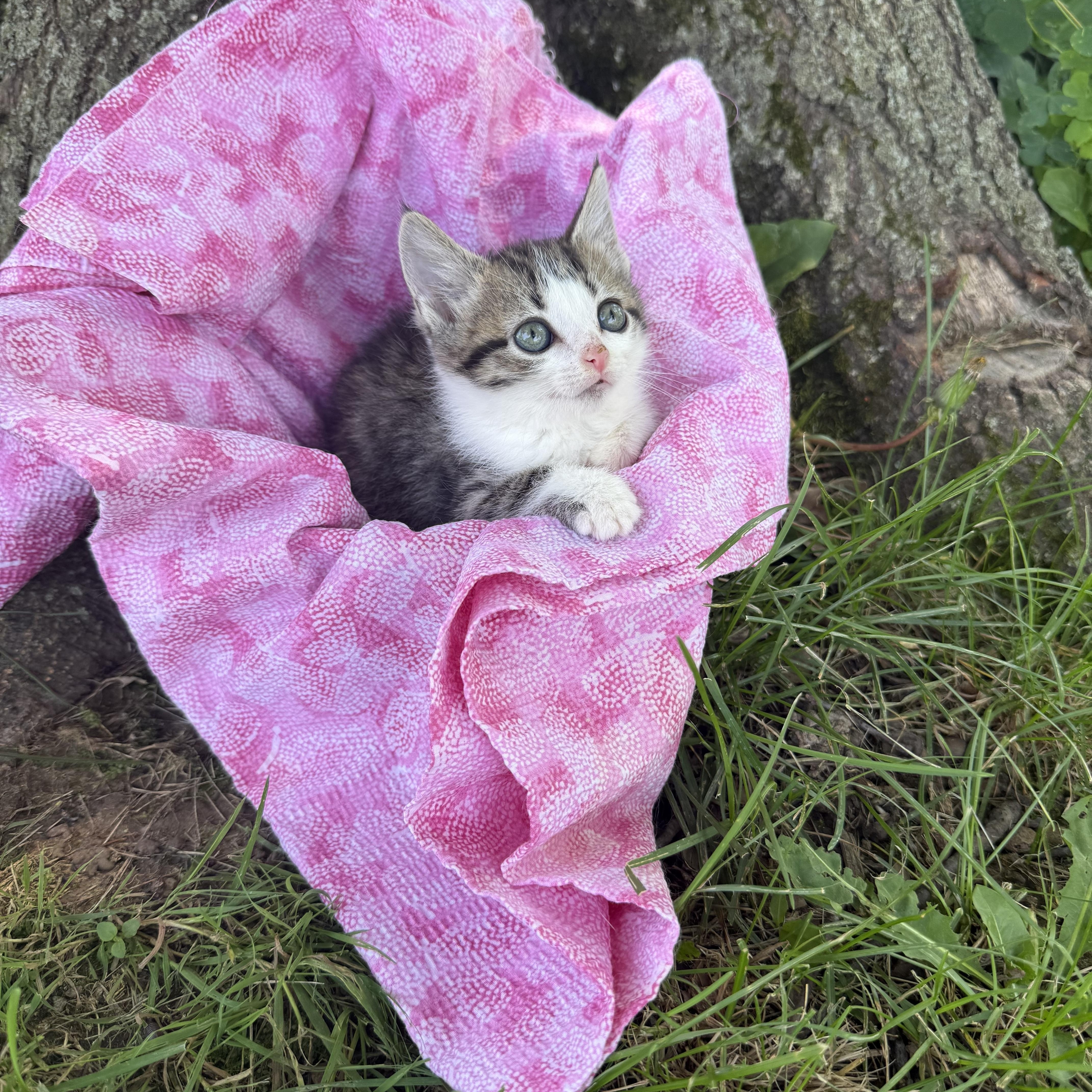 Khaleesi photo 2