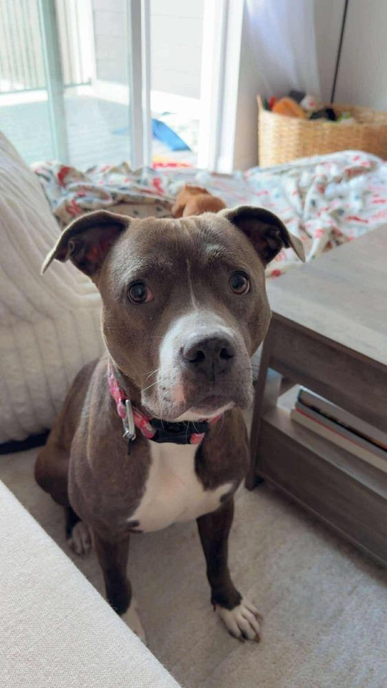 Enlarge Maya, a Adoptable mixed breed in Indianapolis, IN image 1/6