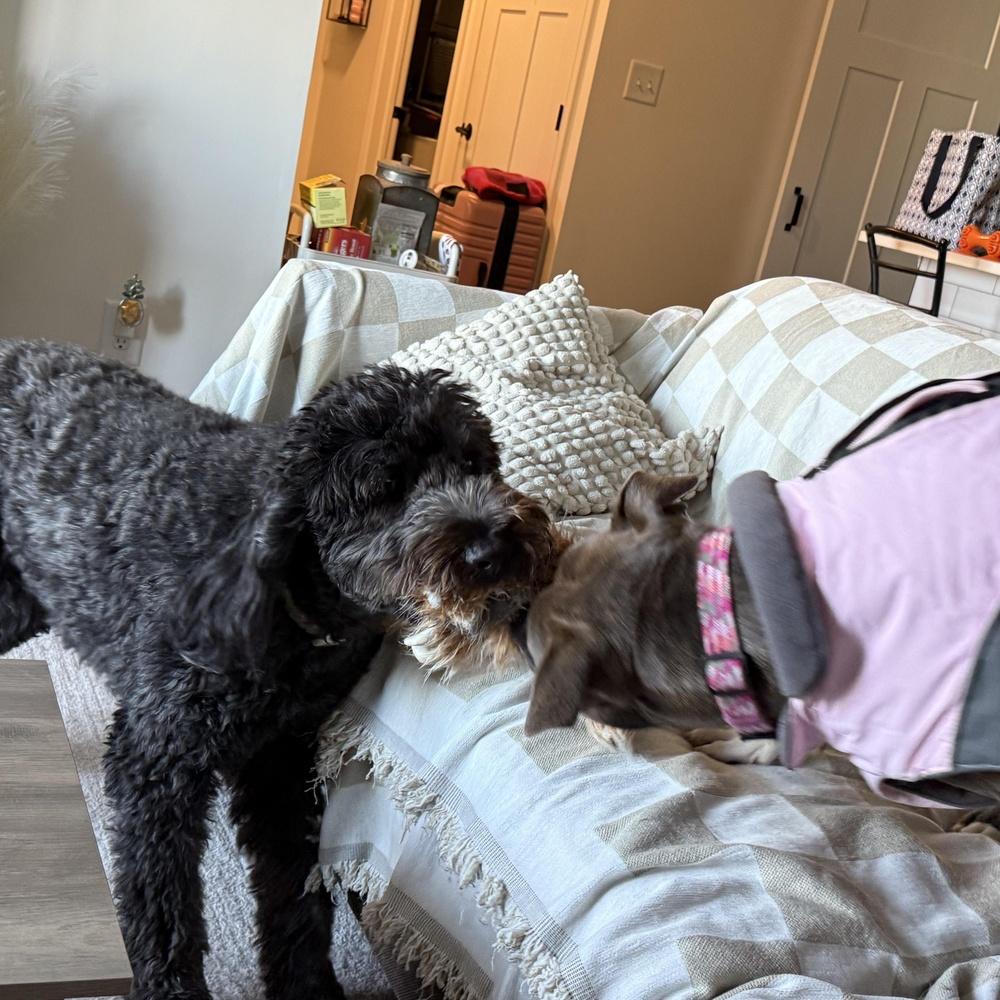 Enlarge Maya, a Adoptable mixed breed in Indianapolis, IN image 2/6