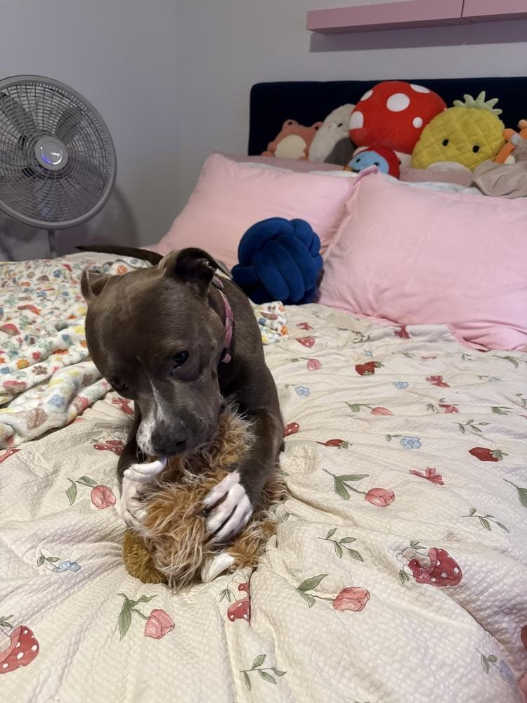 Enlarge Maya, a Adoptable mixed breed in Indianapolis, IN image 3/6