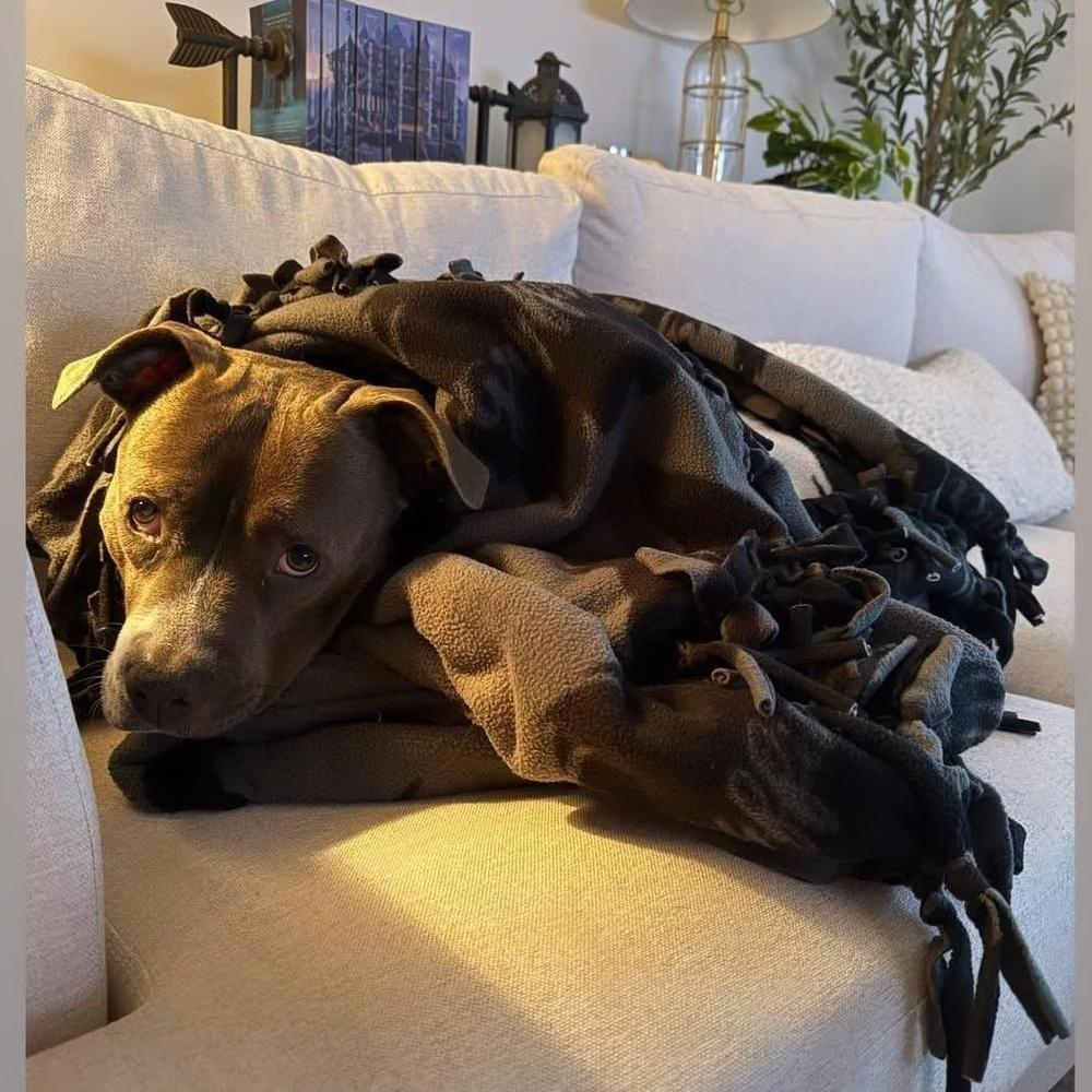 Enlarge Maya, a Adoptable mixed breed in Indianapolis, IN image 4/6