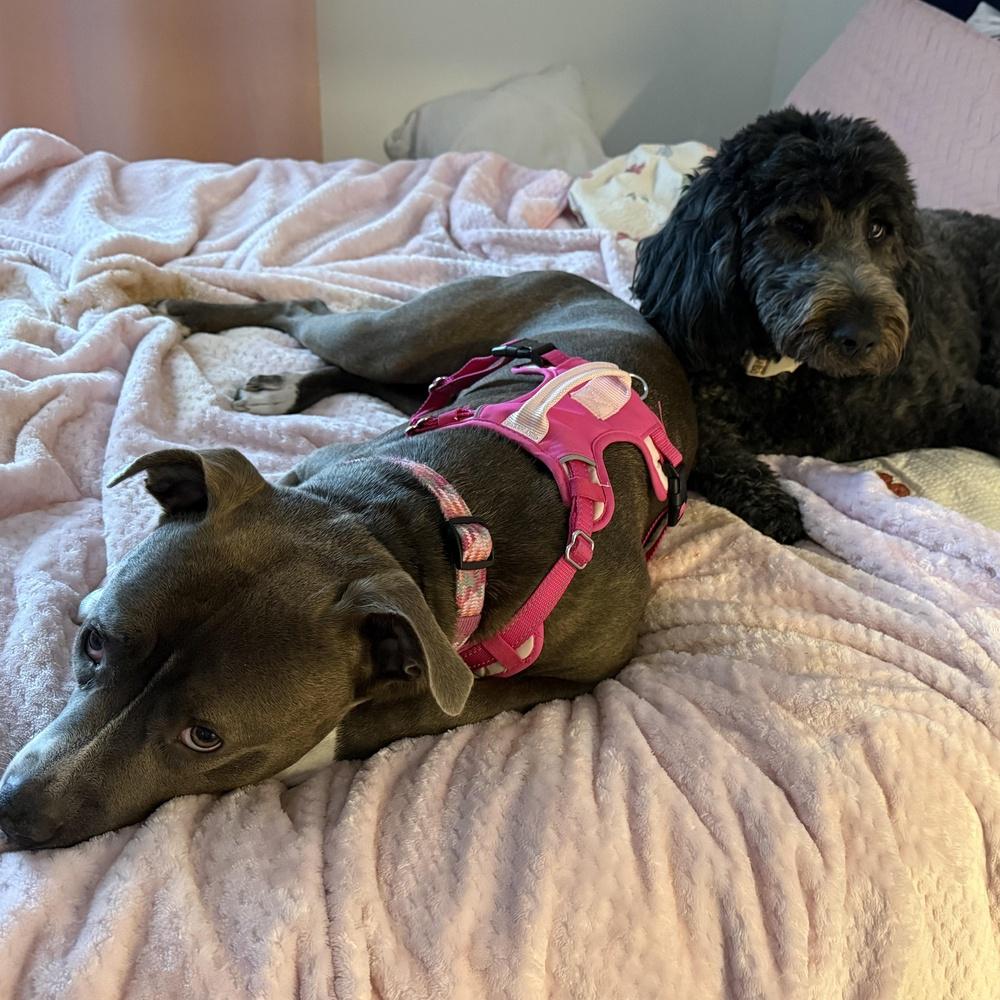 Enlarge Maya, a Adoptable mixed breed in Indianapolis, IN image 5/6