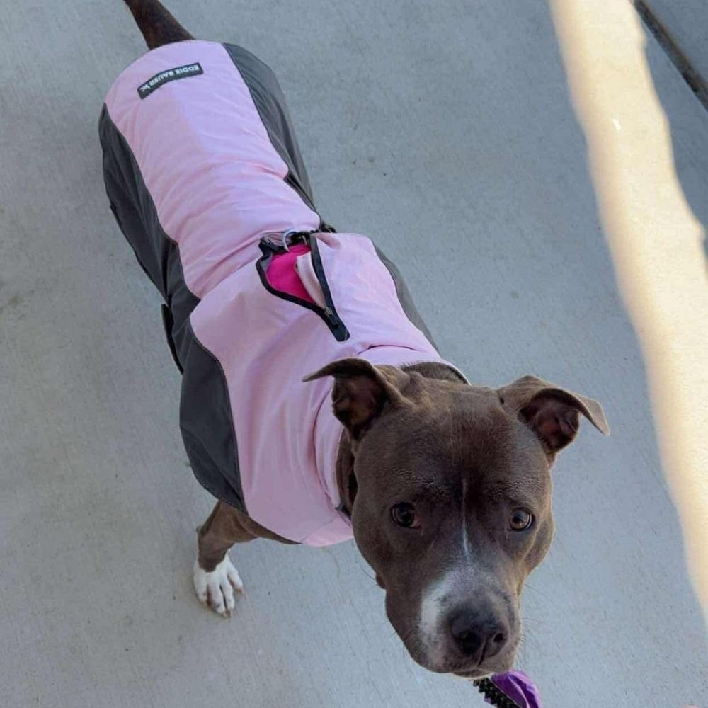 Enlarge Maya, a Adoptable mixed breed in Indianapolis, IN image 6/6