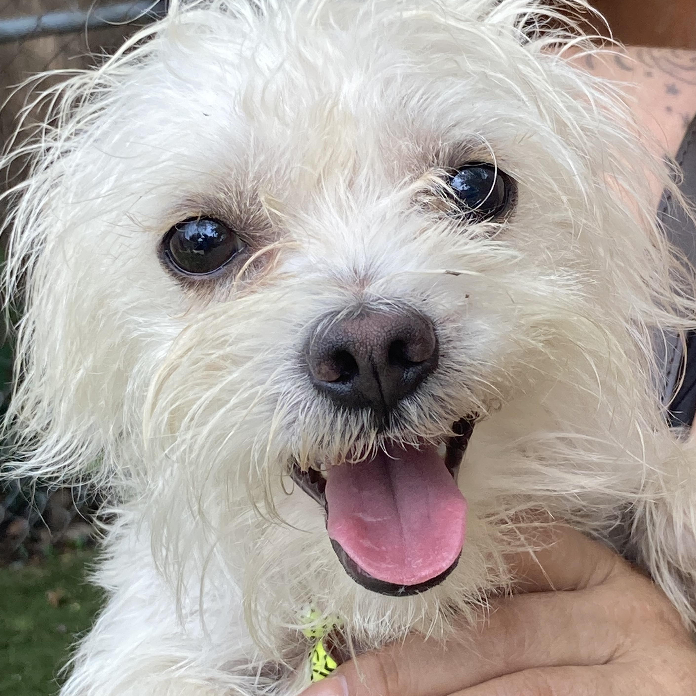 Chapin, Young Male Maltese