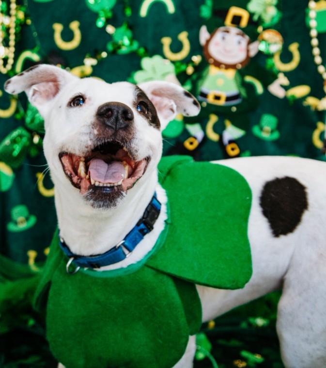Enlarge BLANCA MARIE, a Adoptable Pit Bull Terrier in Toledo, OH image 1/1