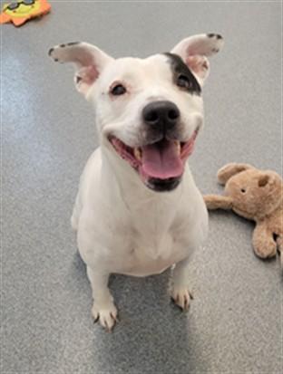 Enlarge BLANCA MARIE, a Adoptable Pit Bull Terrier in Toledo, OH image 1/1