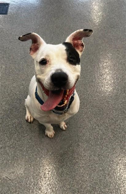 Enlarge BLANCA MARIE, a Adoptable Pit Bull Terrier in Toledo, OH image 1/1