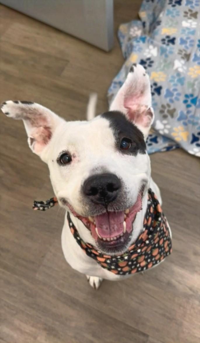 BLANCA MARIE, Adoptable, Adult Female Pit Bull Terrier.