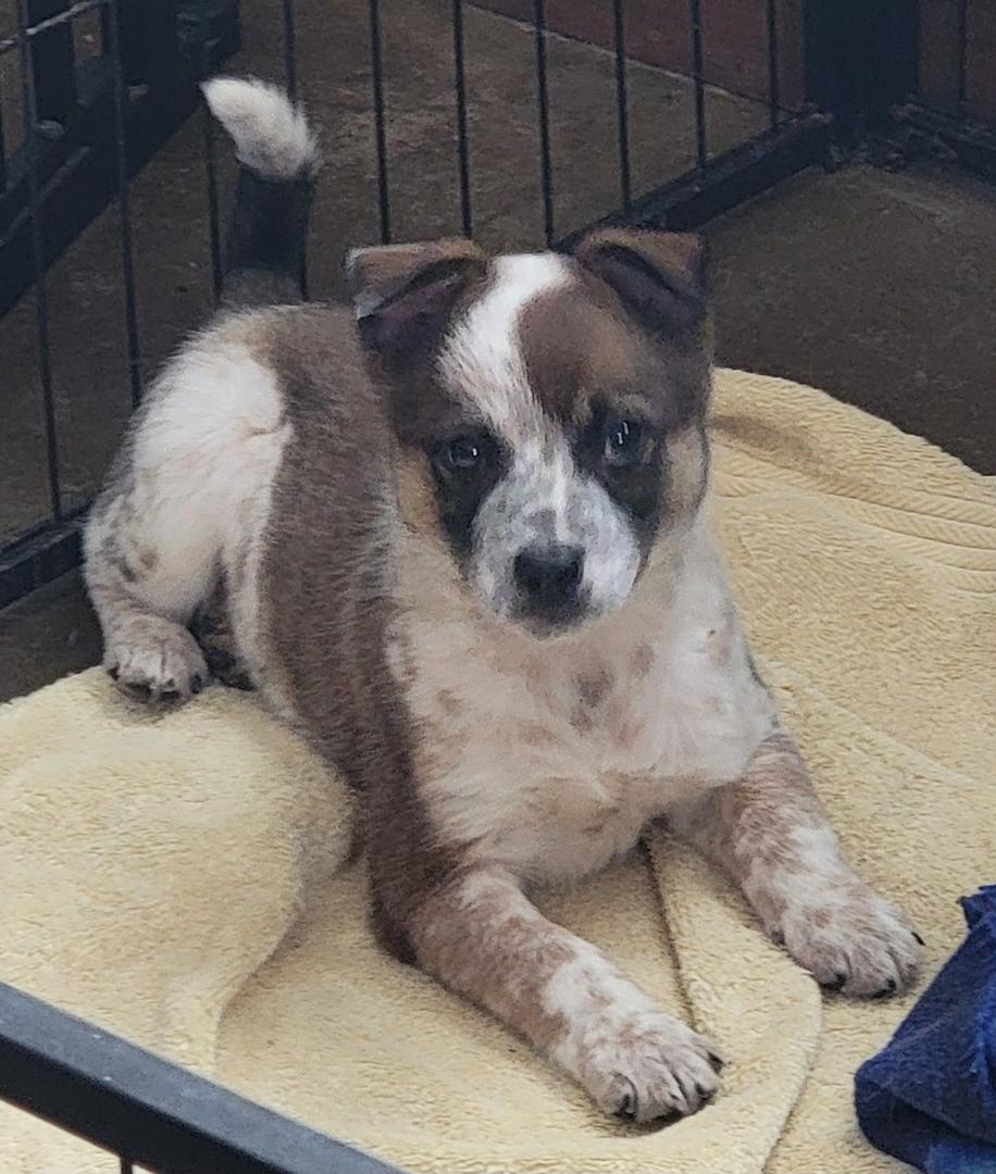 Enlarge Willie, a Adoptable mixed breed in Richland Center, WI image 1/1