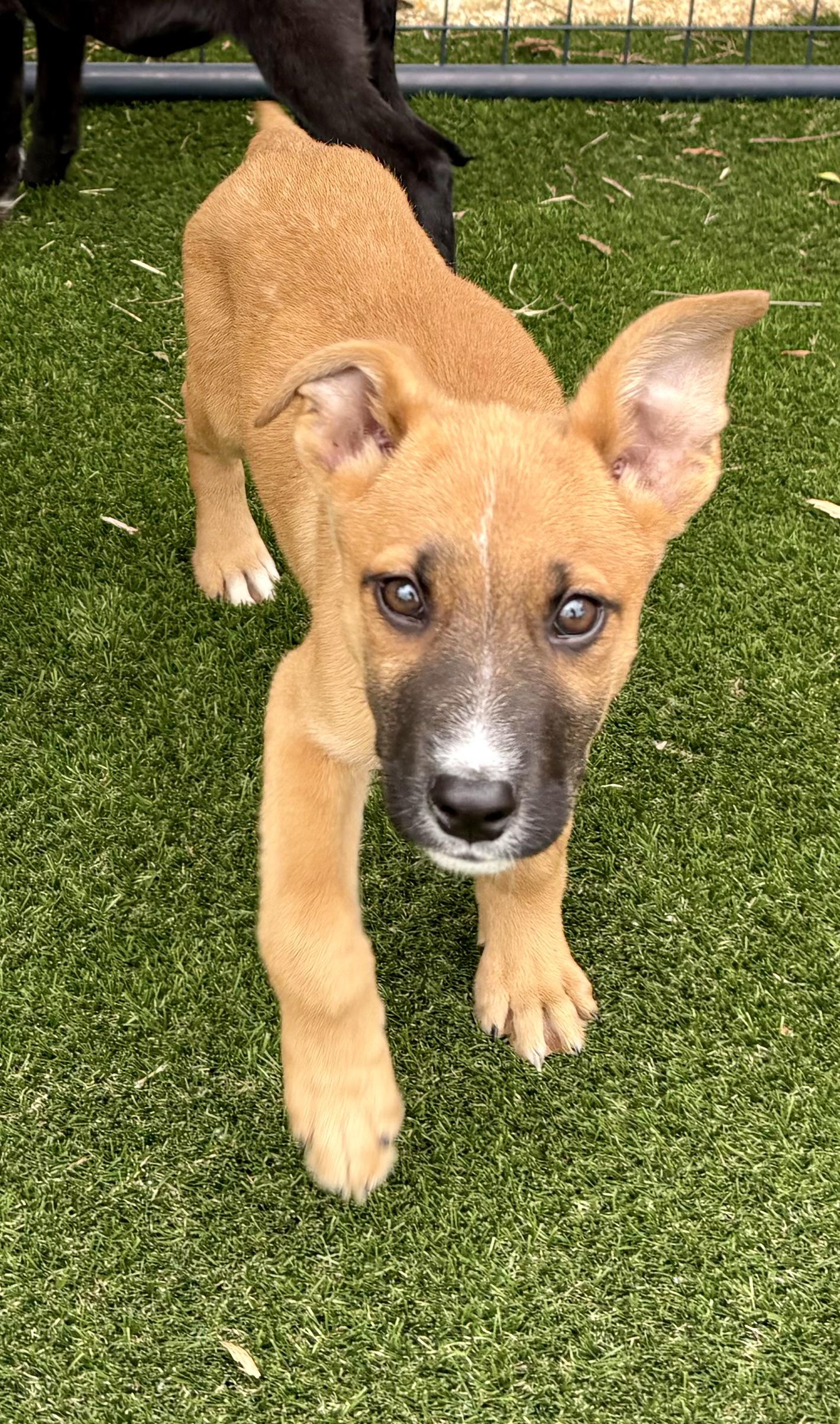 Enlarge Fonzie, an adopted mixed breed in Argyle, TX image 3/3