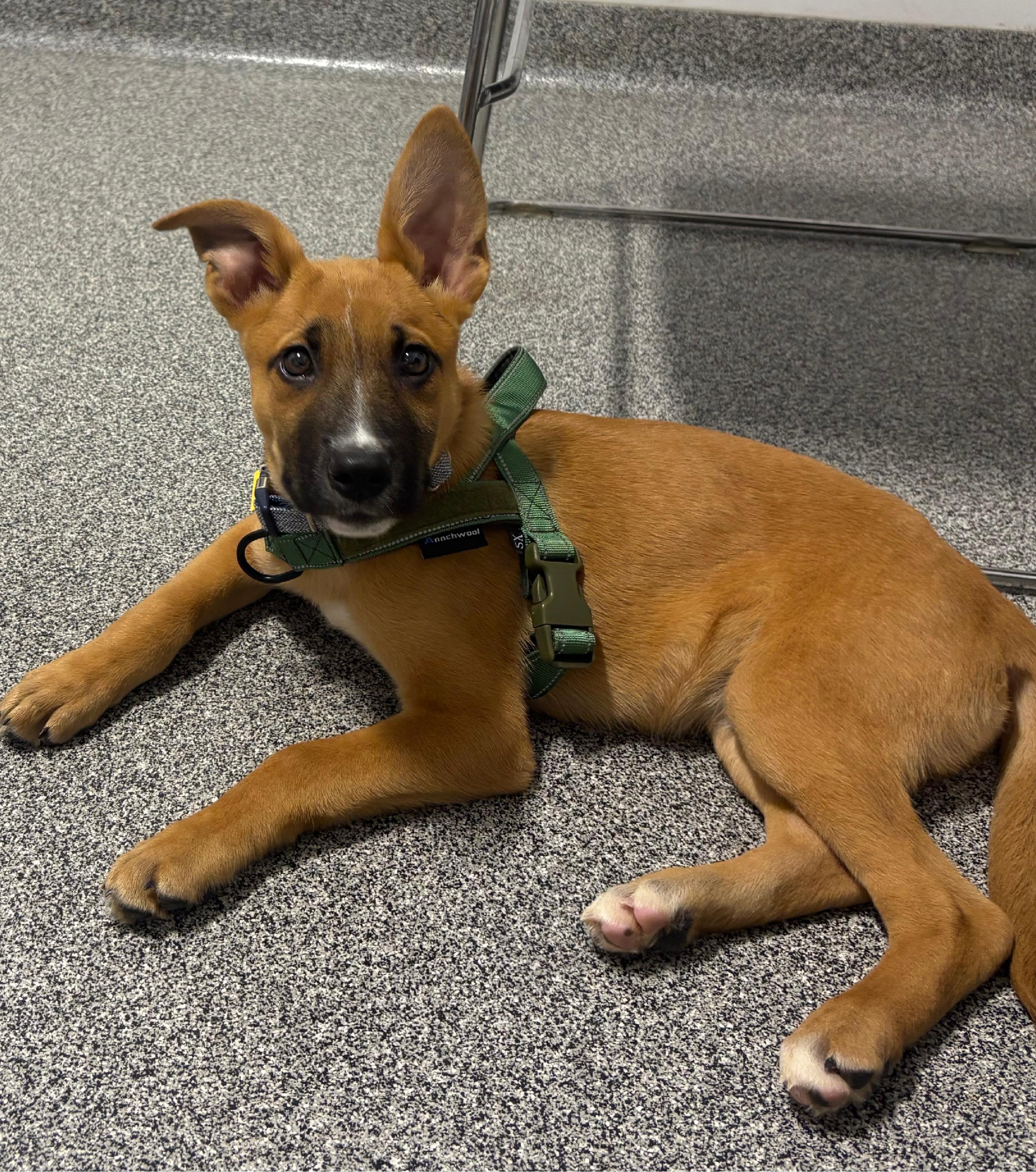 Enlarge Fonzie, an adopted mixed breed in Argyle, TX image 2/3