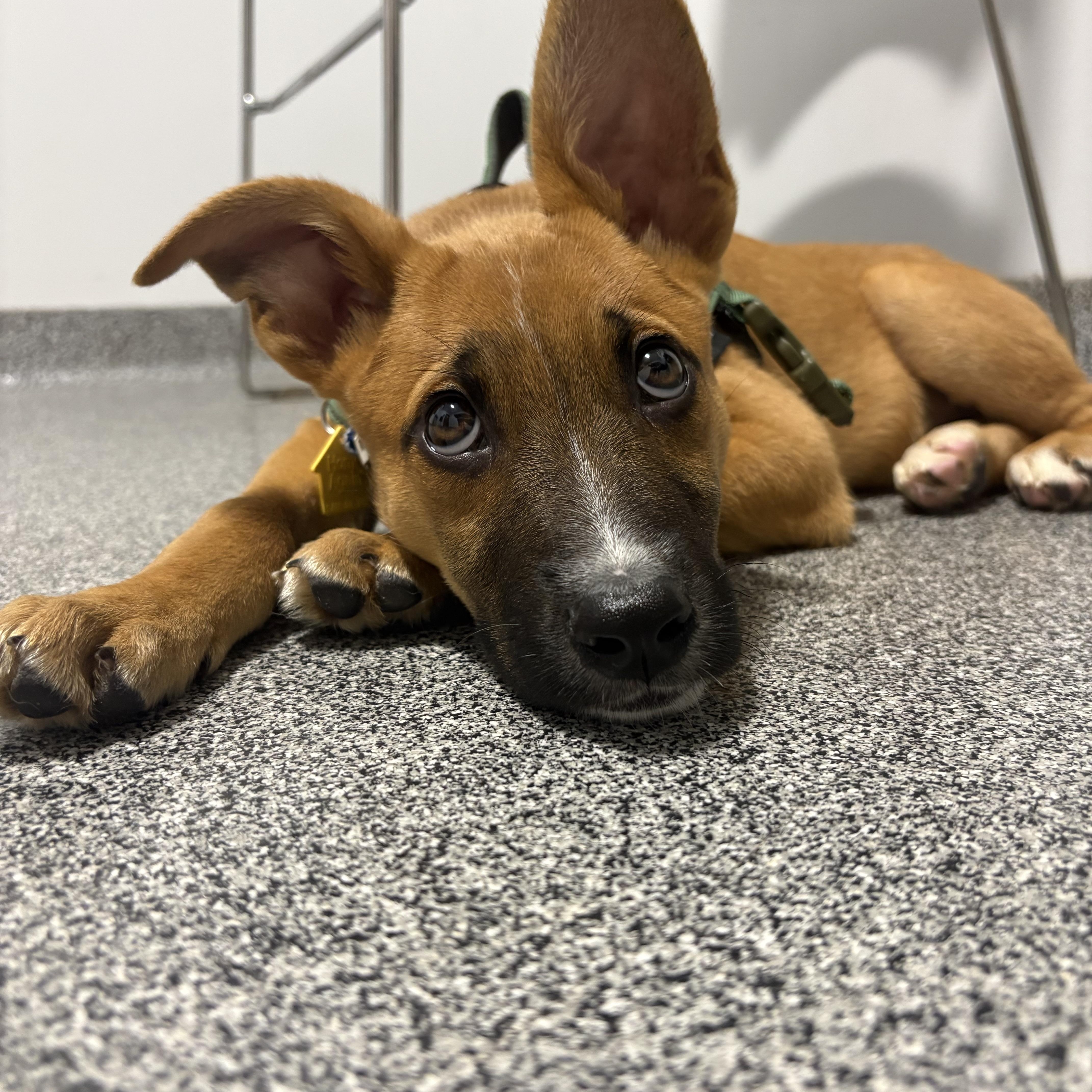 Fonzie, adopted, Puppy Male Shetland Sheepdog / Sheltie.