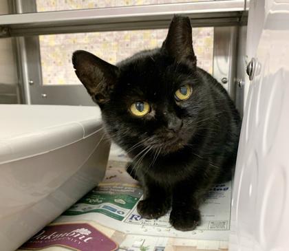 Enlarge Marnie, a Adoptable mixed breed in Madison, WI image 1/3