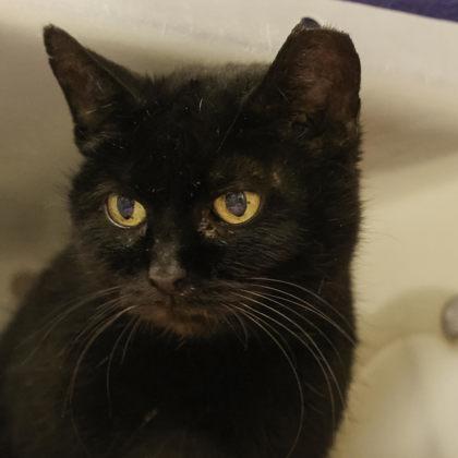 Enlarge Marnie, a Adoptable mixed breed in Madison, WI image 2/3