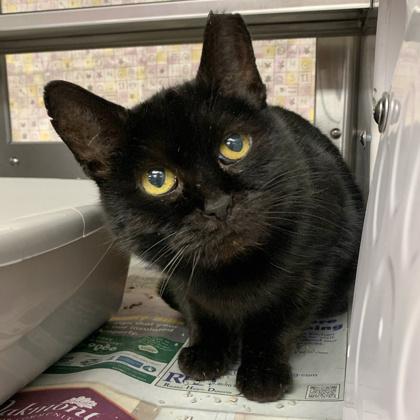 Enlarge Marnie, a Adoptable mixed breed in Madison, WI image 3/3