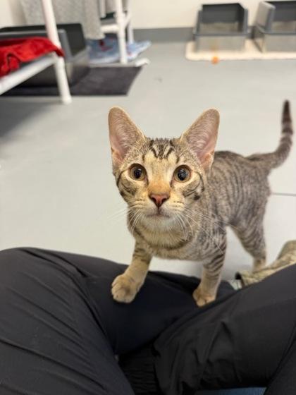 Rigatoni, Adoptable, Kitten Male Domestic Short Hair & Domestic Short Hair.