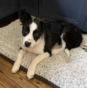 Fidget, Adoptable, Young Female Mixed Breed.