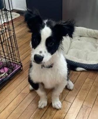 Fidget, a Adoptable Mixed Breed in Marengo, IL image 2/2
