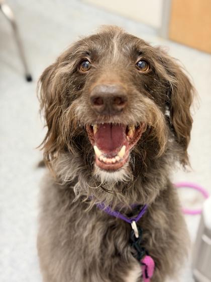 Roxy, adopted, Adult Female Standard Poodle.