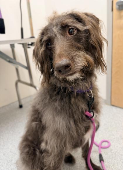 Roxy, an adopted mixed breed in Annapolis, MD image 3/3