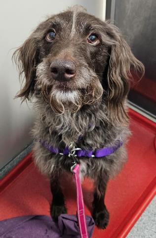 Roxy, an adopted mixed breed in Annapolis, MD image 2/3