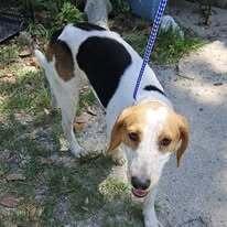 Enlarge Burt, a Adoptable Hound in Ridgeland, SC image 1/1