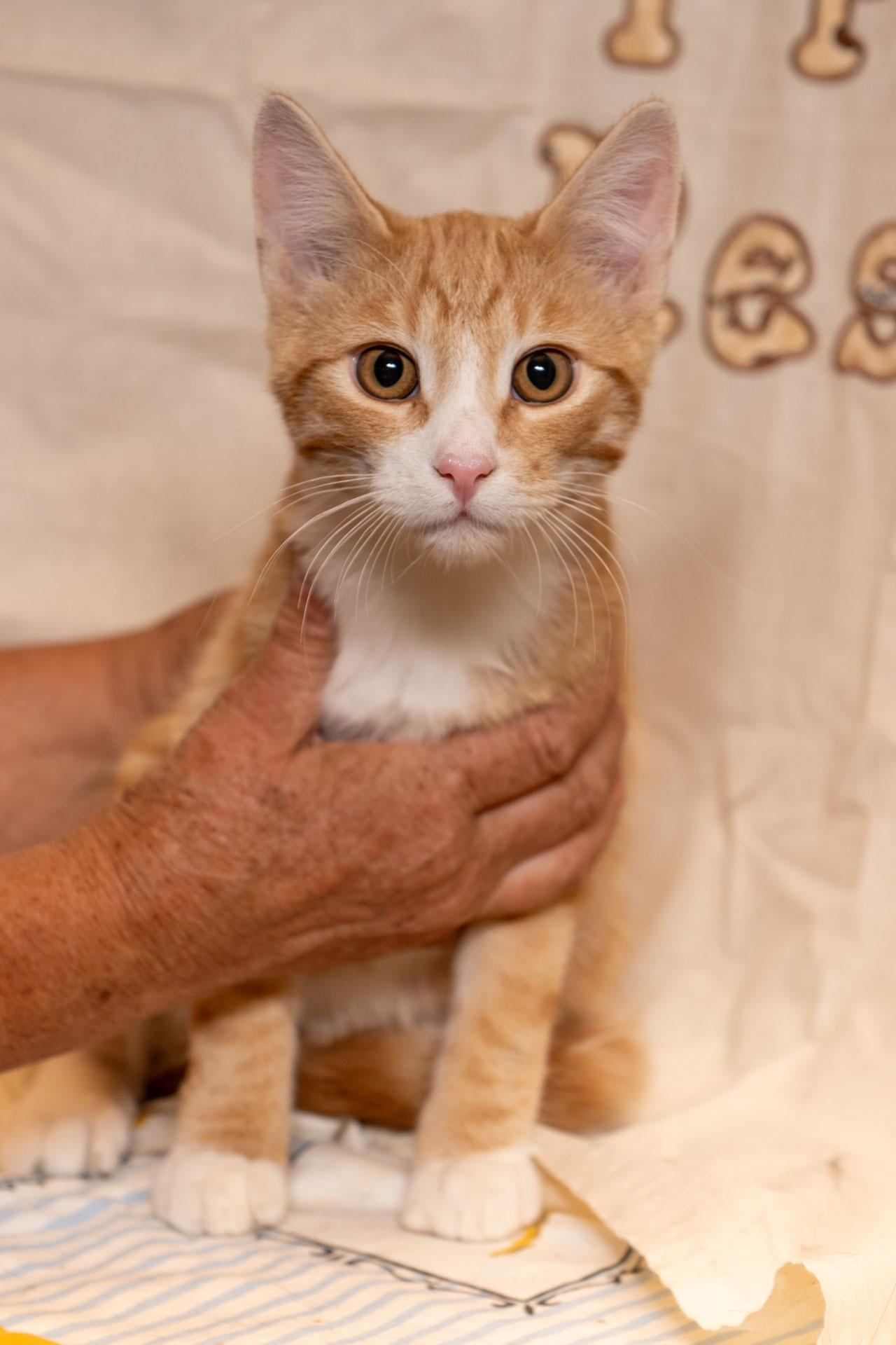 Jennings, Adoptable, Kitten Male Tabby.