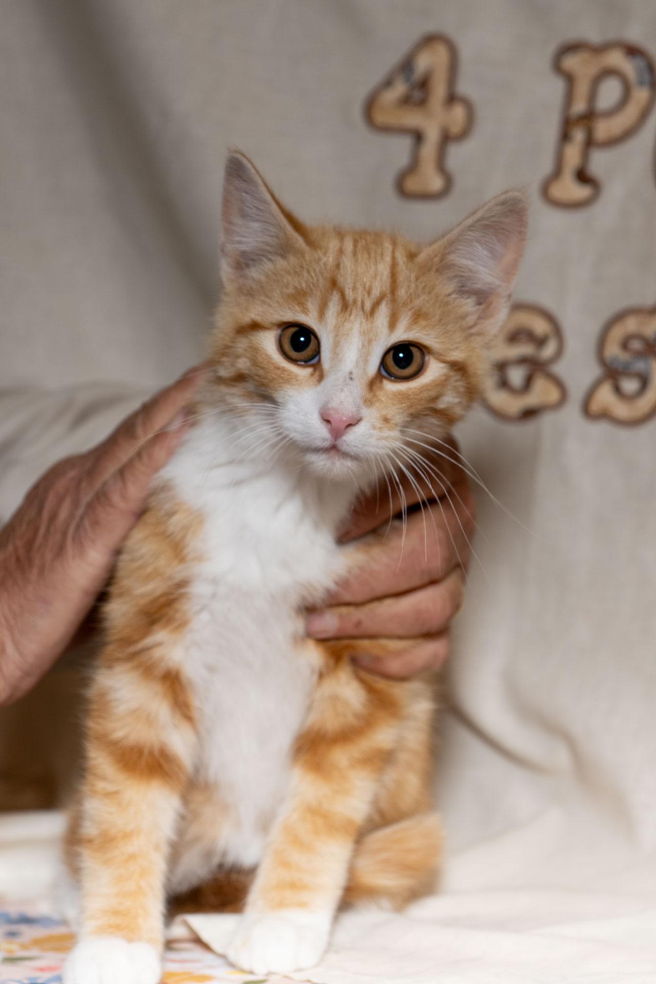 Enlarge Jennings, a Adoptable Tabby in Cardwell, MT image 2/2