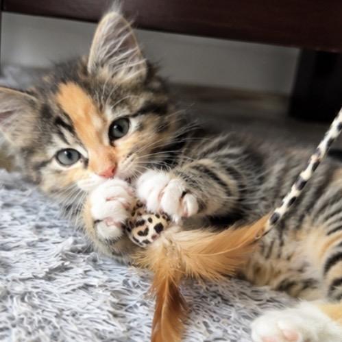 Scout, Adoptable, Kitten Female Domestic Medium Hair & Domestic Medium Hair.