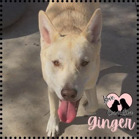 Enlarge Ginger, an adopted mixed breed in Gilbert, AZ image 1/1