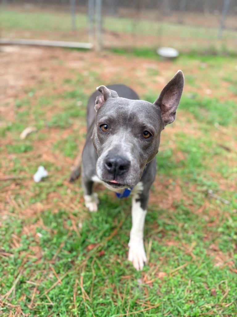 Liz, Adoptable, Adult Female Mixed Breed.