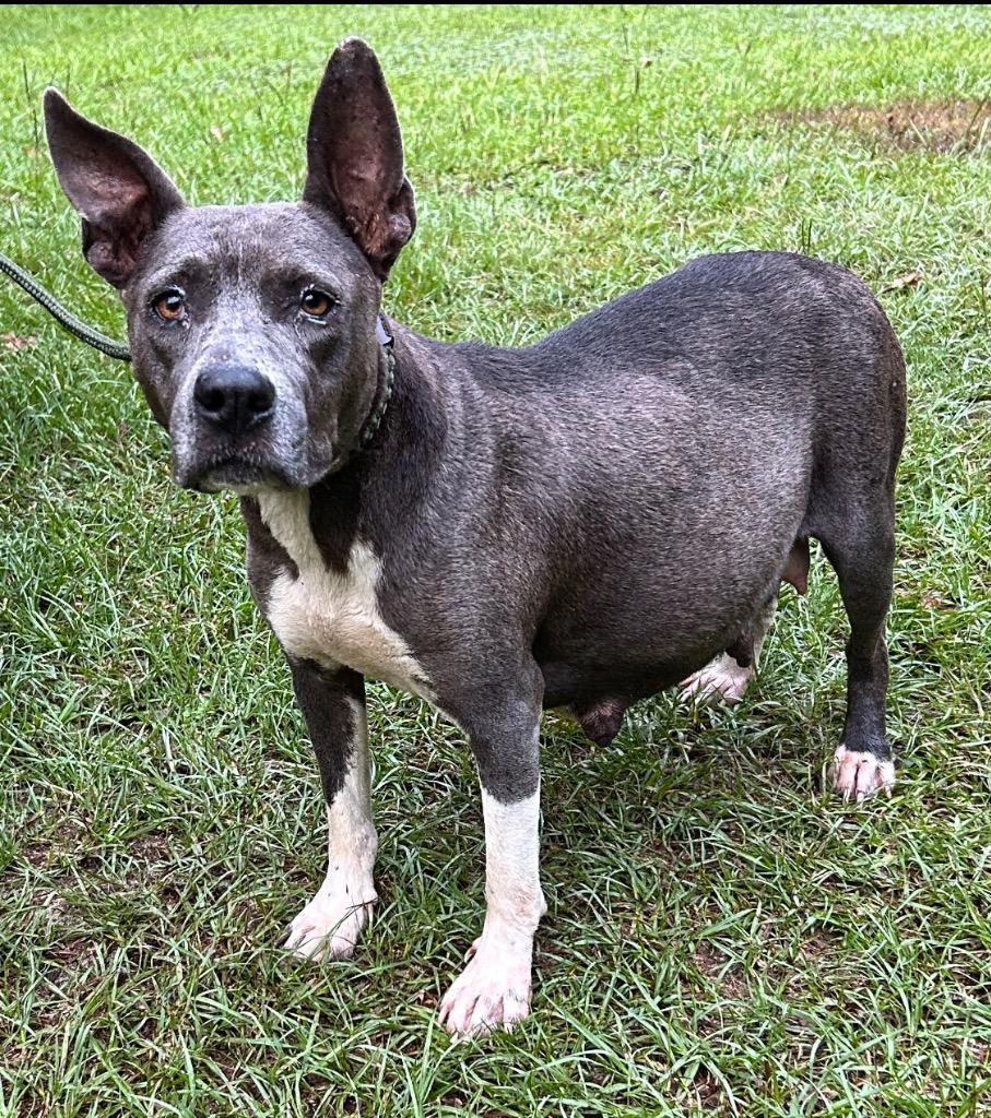 Enlarge Liz, a Adoptable mixed breed in Albany, GA image 2/5