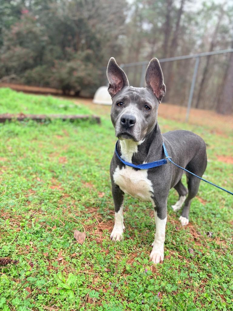 Enlarge Liz, a Adoptable mixed breed in Albany, GA image 3/5