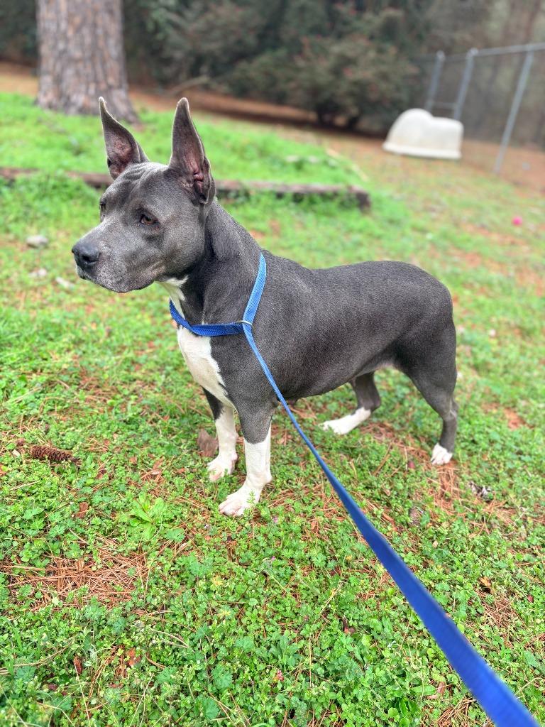 Enlarge Liz, a Adoptable mixed breed in Albany, GA image 4/5