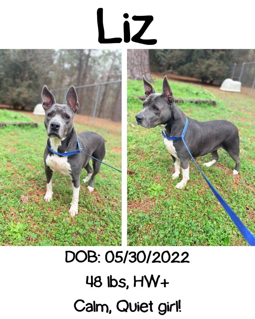 Enlarge Liz, a Adoptable mixed breed in Albany, GA image 5/5