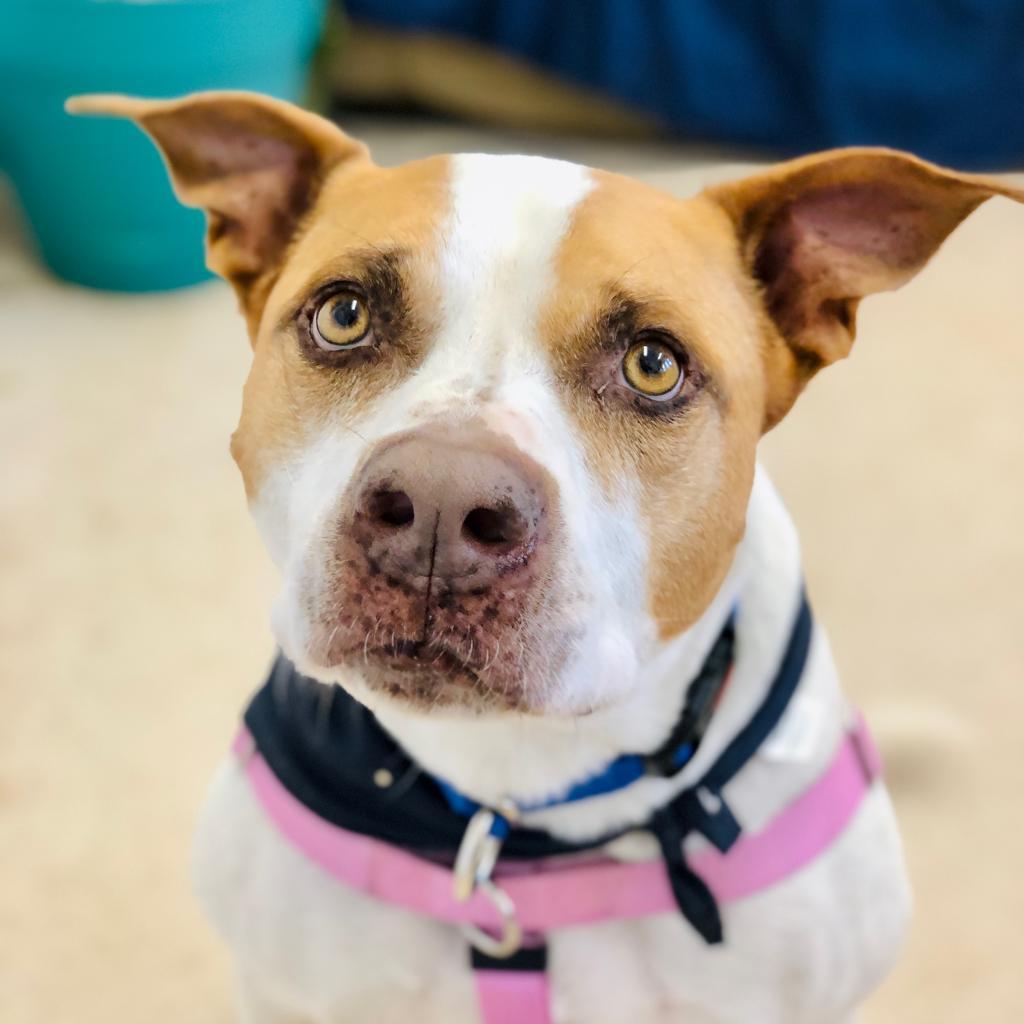 Yamaha — thumbnail 3