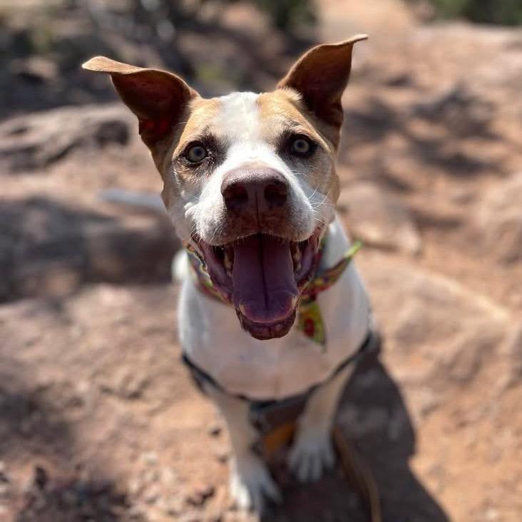 Yamaha — thumbnail 4