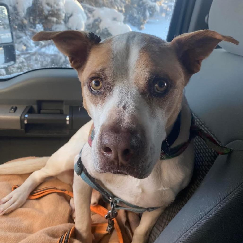 Yamaha — thumbnail 6