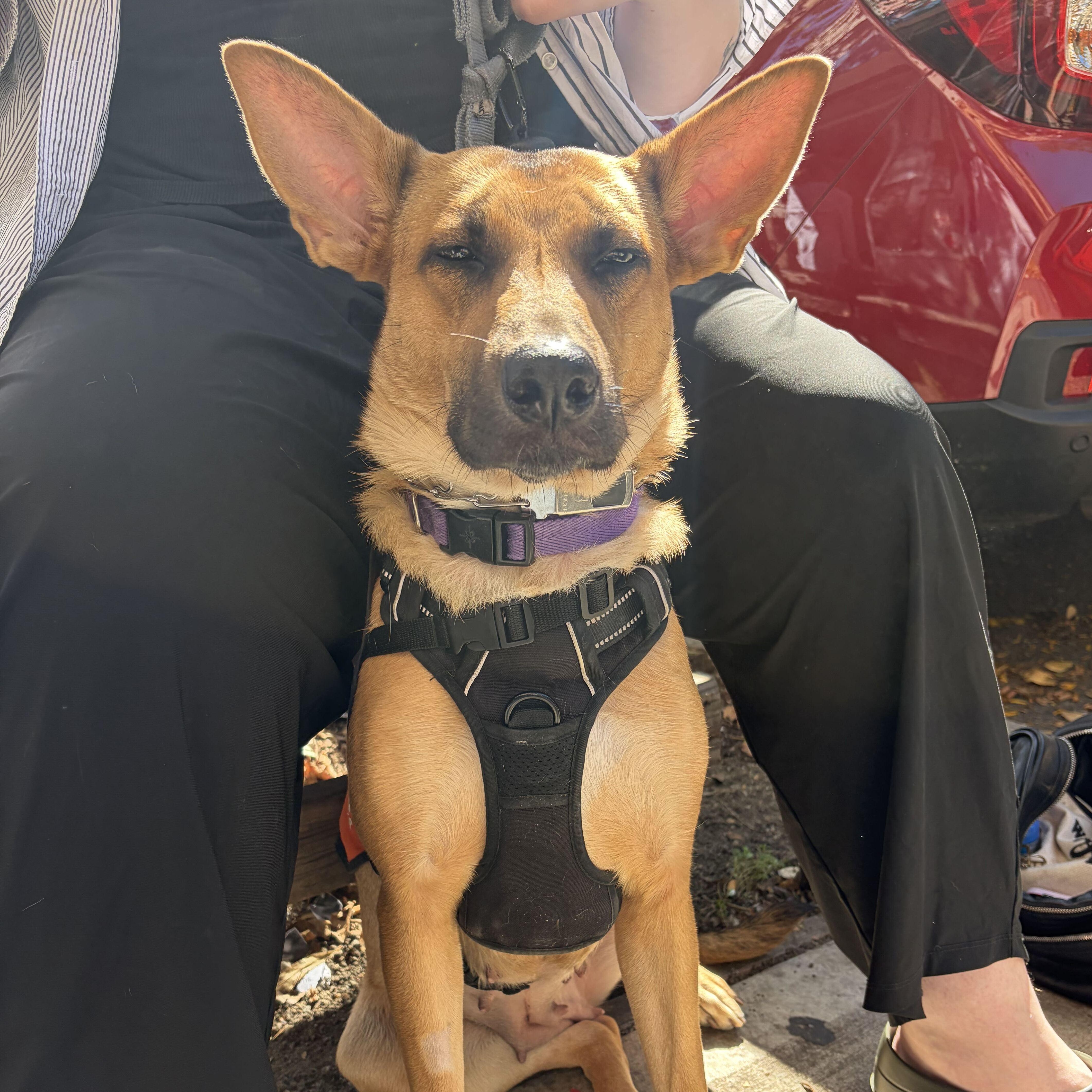 Enlarge Everything Bagel, a Adoptable German Shepherd Dog in Brooklyn, NY image 1/5