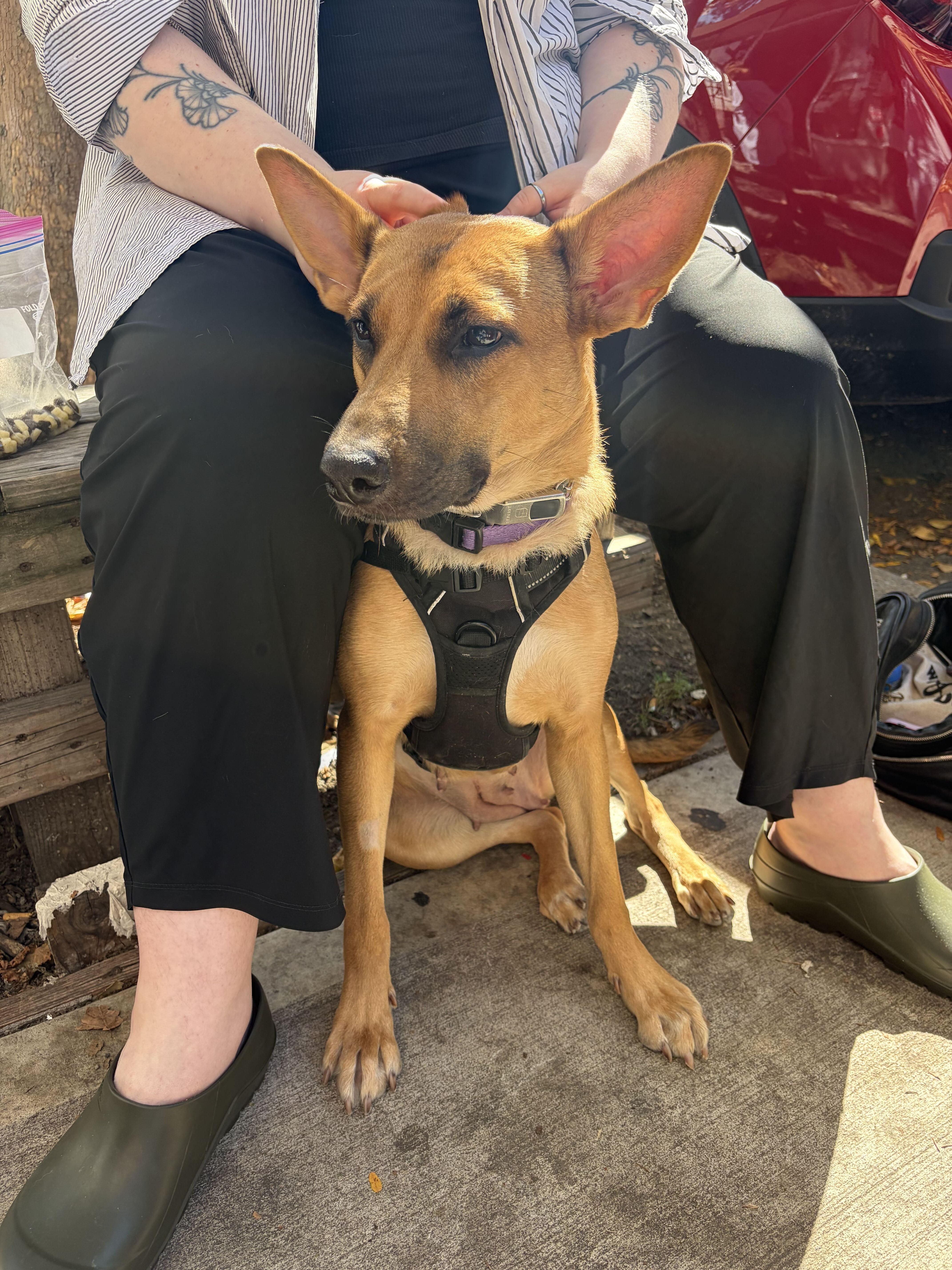 Enlarge Everything Bagel, a Adoptable German Shepherd Dog in Brooklyn, NY image 3/5