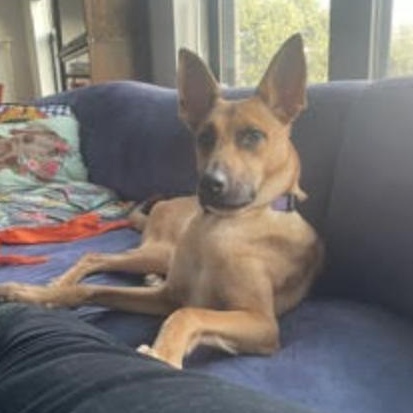 Enlarge Everything Bagel, a Adoptable German Shepherd Dog in Brooklyn, NY image 1/1